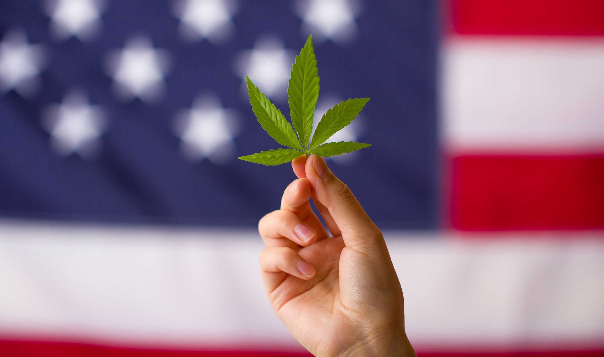CannabisLegalizationInTheUnitedStatesOfAmericaCannabis | GroupOne Services